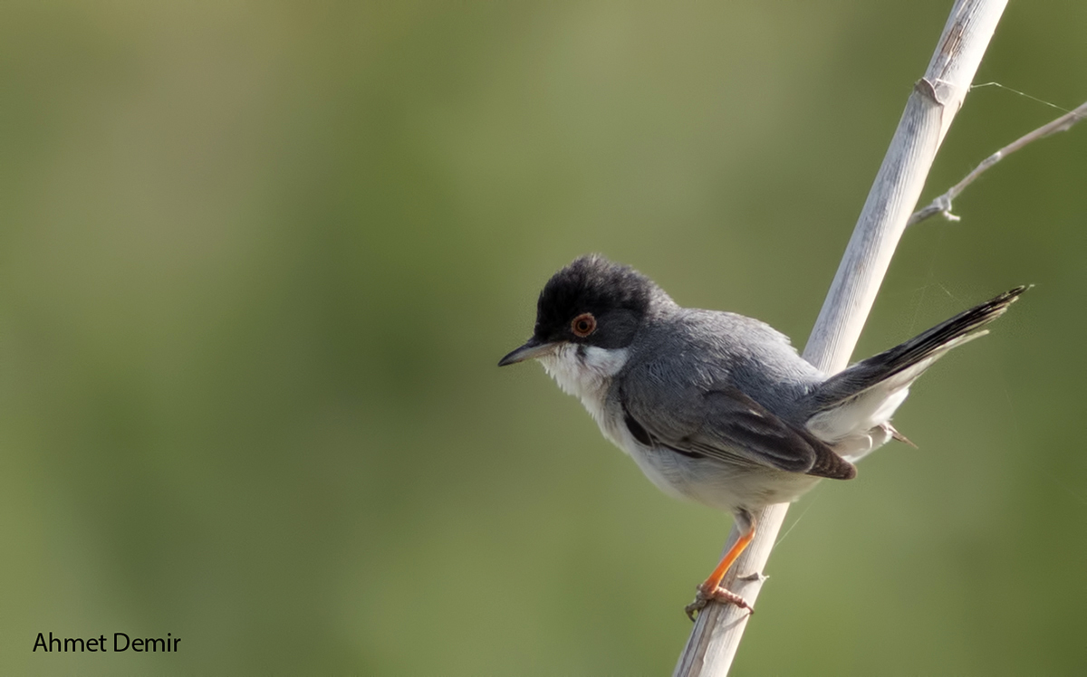 Menetries's Warbler